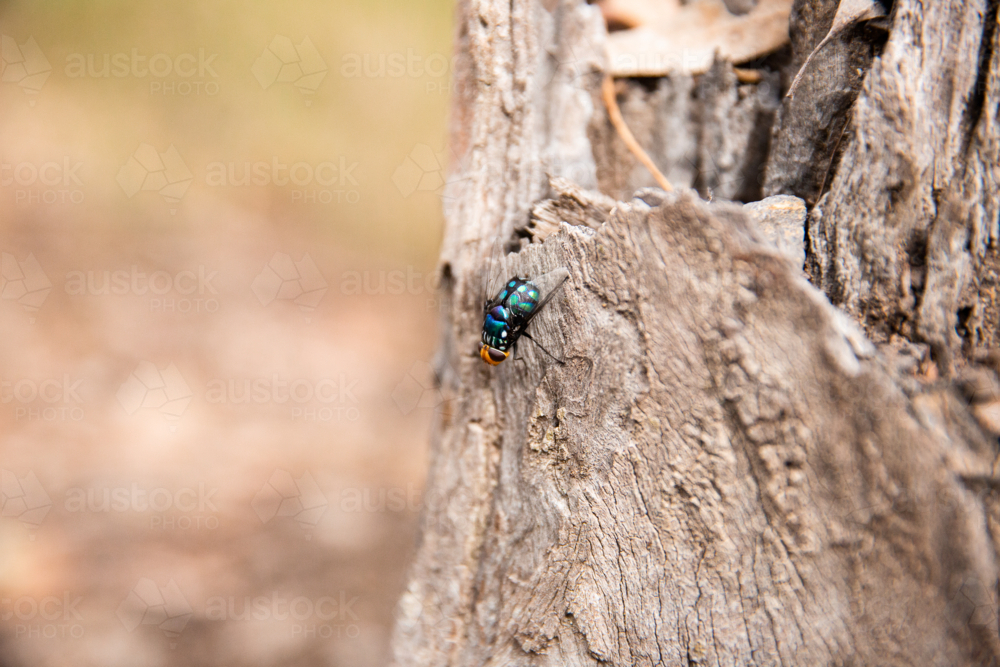 Image of blue and black Australian fly on a tree stump in the bush ...