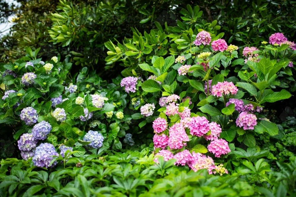 blue and pink hydrangea flowers on lush bush in garden - Australian Stock Image