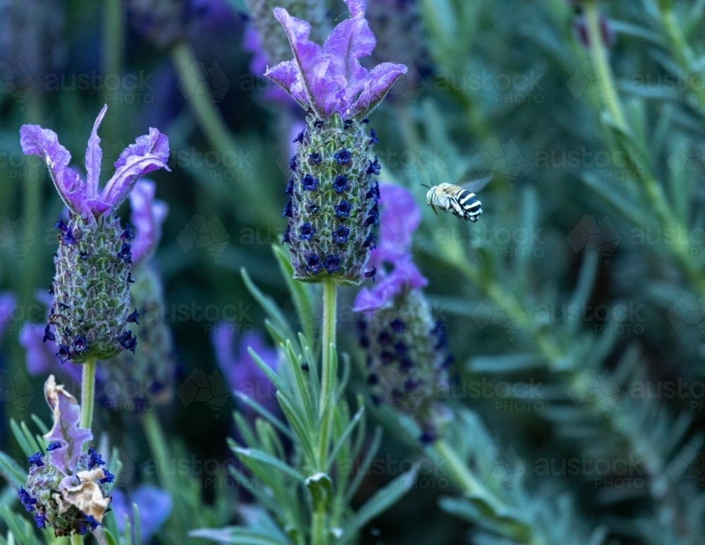 Image of blue banded bee flying towards lavender flower Austockphoto