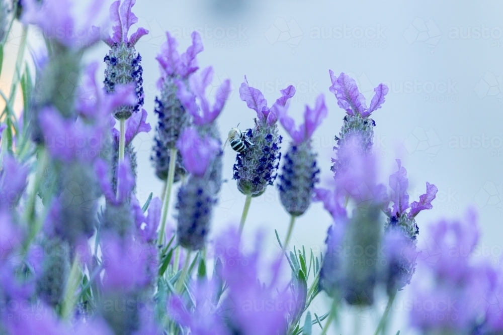 blue banded bee in lavender flowers - Australian Stock Image