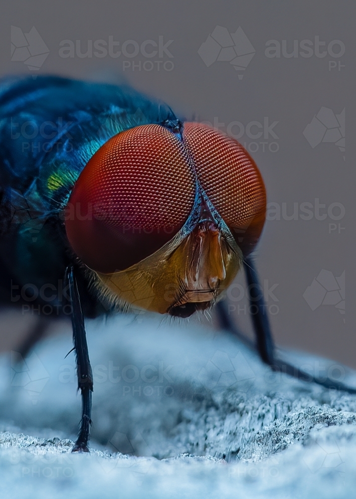 Image of Blue Bottle Fly Close Up - Austockphoto