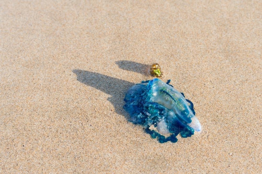 Blue Bottle Jellyfish on Beach - Australian Stock Image
