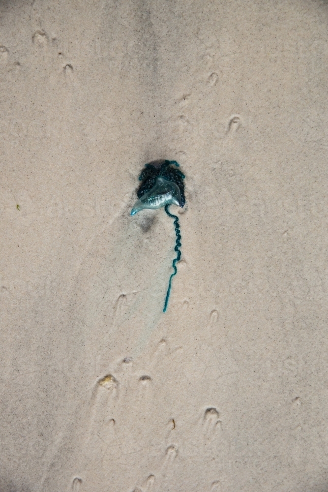 Blue bottle on white sand - Australian Stock Image