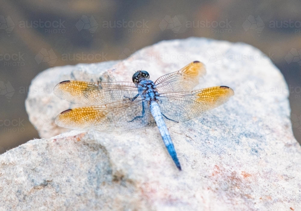 Blue dragonfly on rock - Australian Stock Image