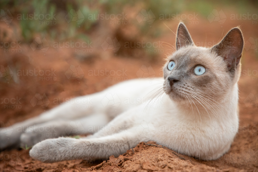 Blue eyed cat reclining on red earth - Australian Stock Image