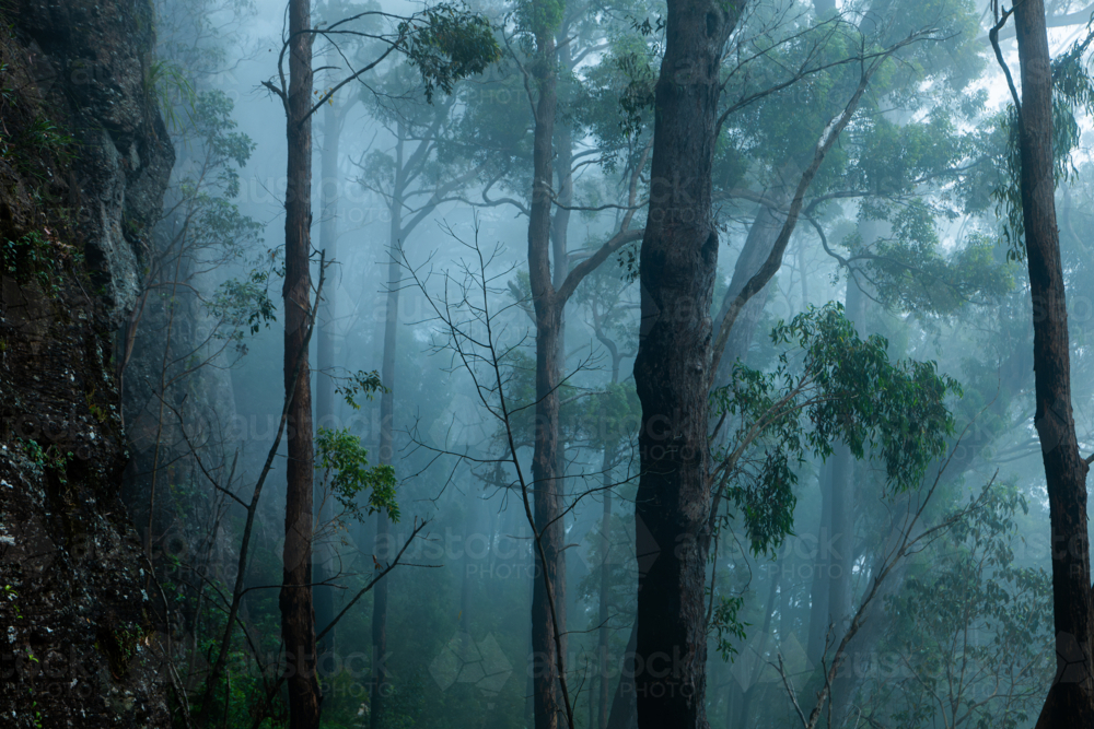 Blue foggy morning forest landscape scene - Australian Stock Image