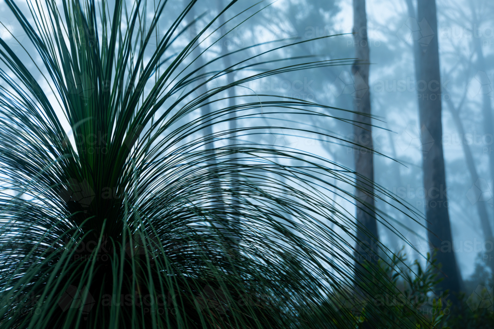 Blue foggy morning forest landscape scene - Australian Stock Image