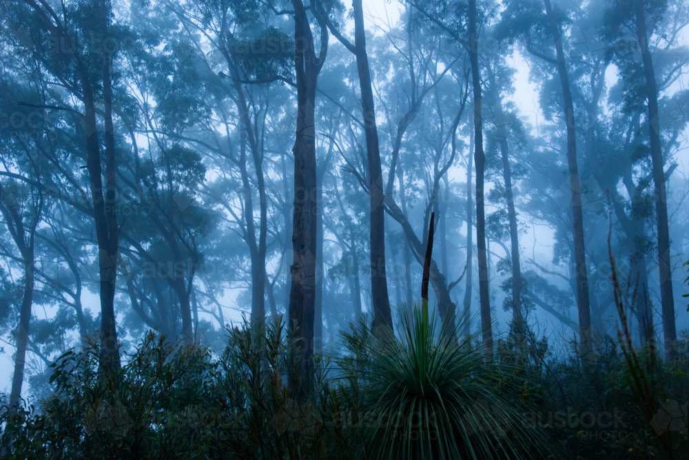 Blue foggy morning forest landscape scene - Australian Stock Image