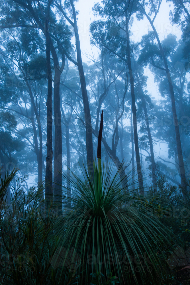 Blue foggy morning forest landscape scene - Australian Stock Image