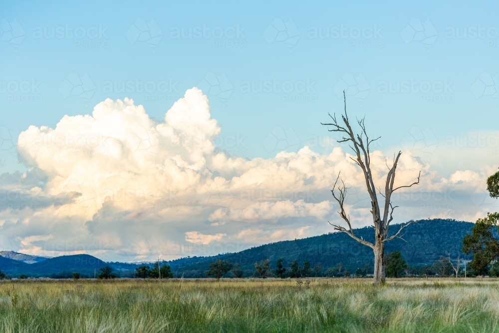 blue green landscape with bare dead tree in rural farm paddock in Australian countryside - Australian Stock Image
