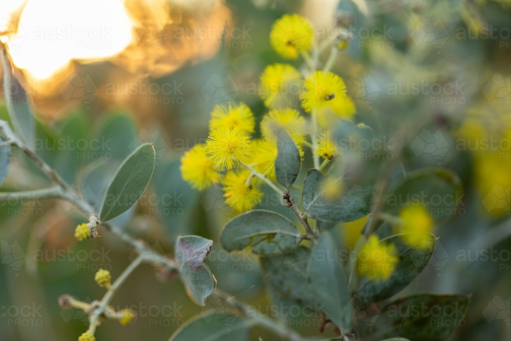 blue green wattle tree leaves close up - Australian Stock Image