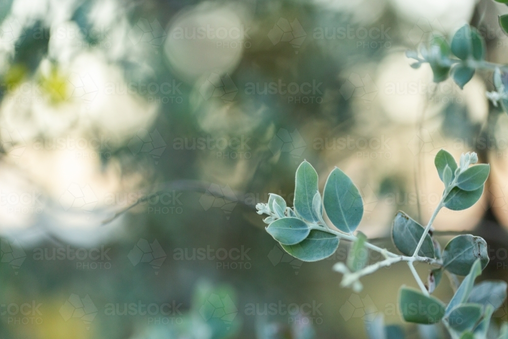 blue green wattle tree leaves close up - Australian Stock Image