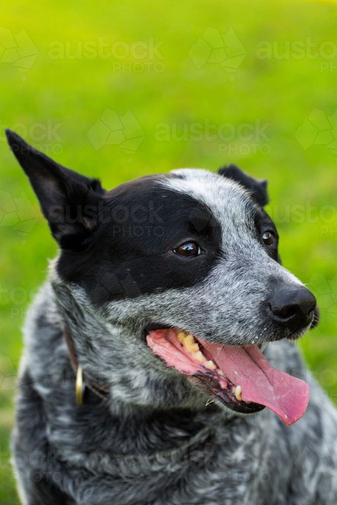 Blue heeler Australian cattle dog against green lawn backdrop - Australian Stock Image