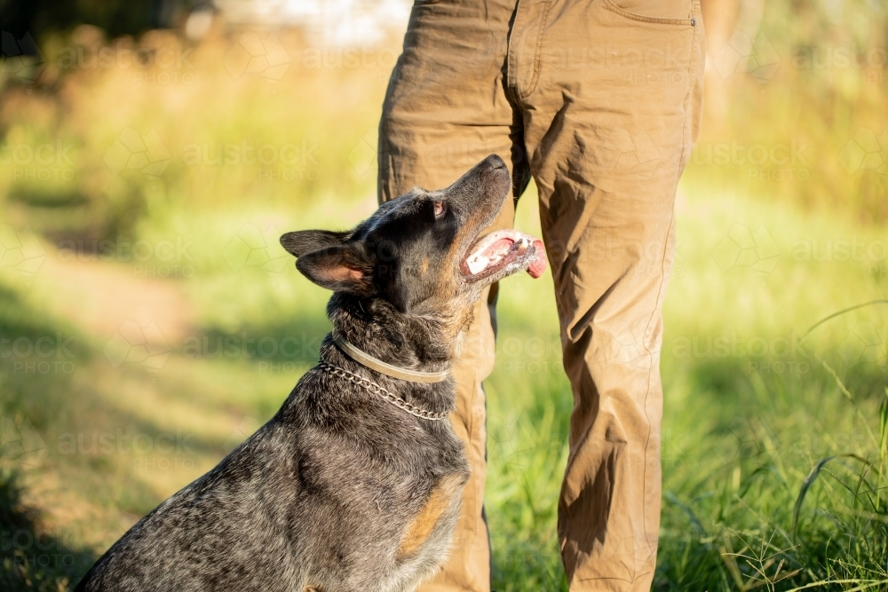 Blue Heeler cattle dog playing in the Australian bush with owner - Australian Stock Image