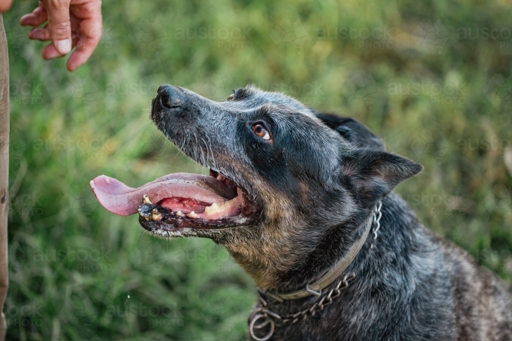 Blue Heeler cattle dog playing in the Australian bush with owner - Australian Stock Image