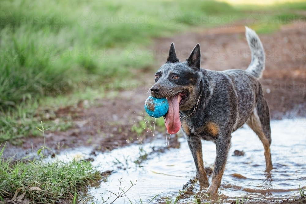 Blue heeler dog playing with blue ball in puddle - Australian Stock Image