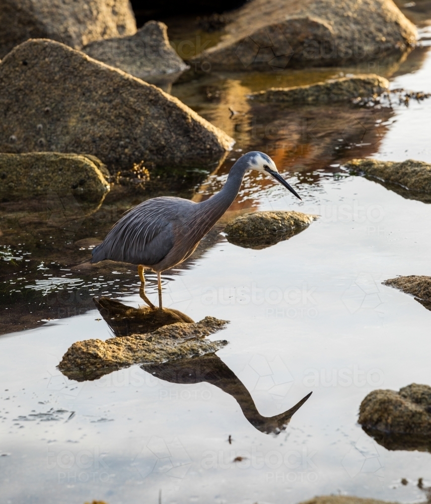 blue heron hunting in rockpool - Australian Stock Image