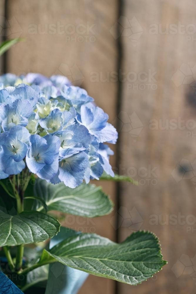 blue hydrangea flower pot plant - Australian Stock Image