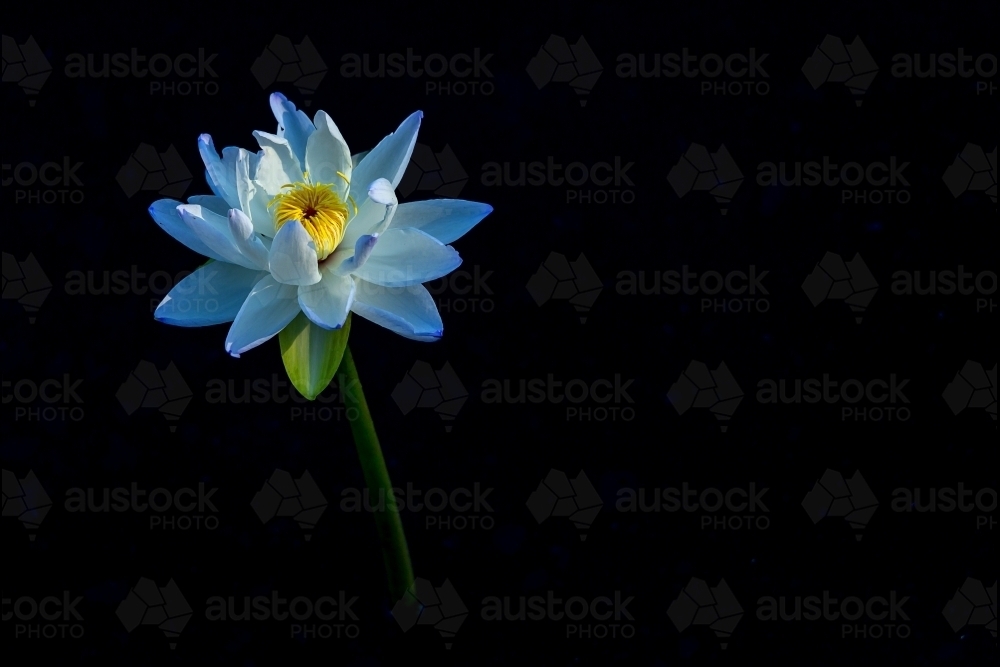 Blue lily against dark backdrop - Australian Stock Image