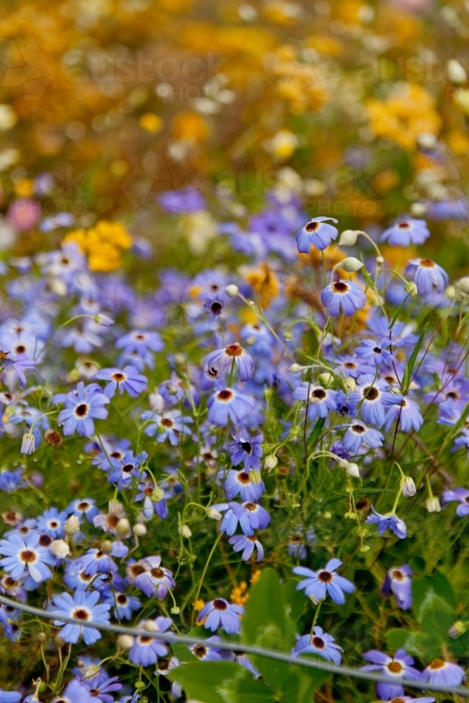 Blue native wildflower in Kings Park, Perth - Australian Stock Image