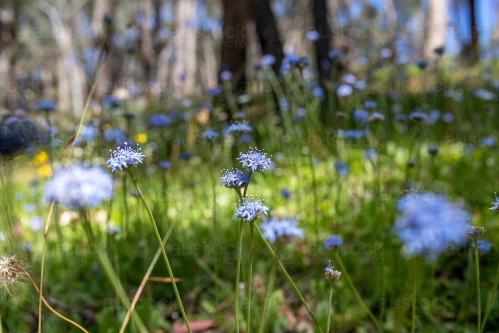 Blue pincushion flowers in eucalyptus woodland - Australian Stock Image