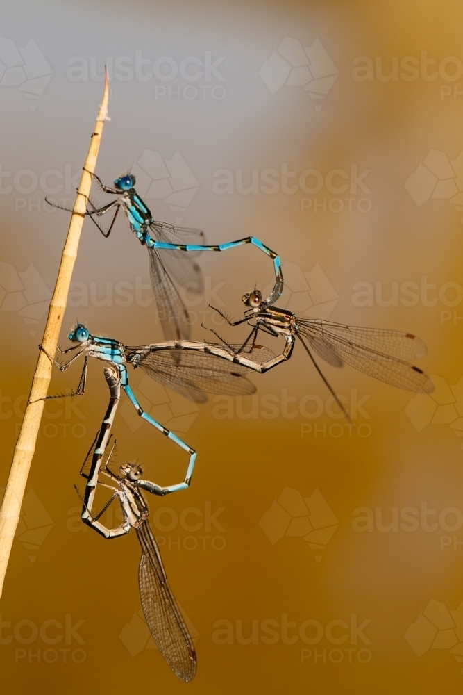 Blue ringed dragonflies mating shaped like love hearts - Australian Stock Image