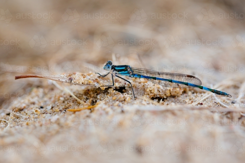Blue ringed dragonfly resting on sandy gum leaf - Australian Stock Image
