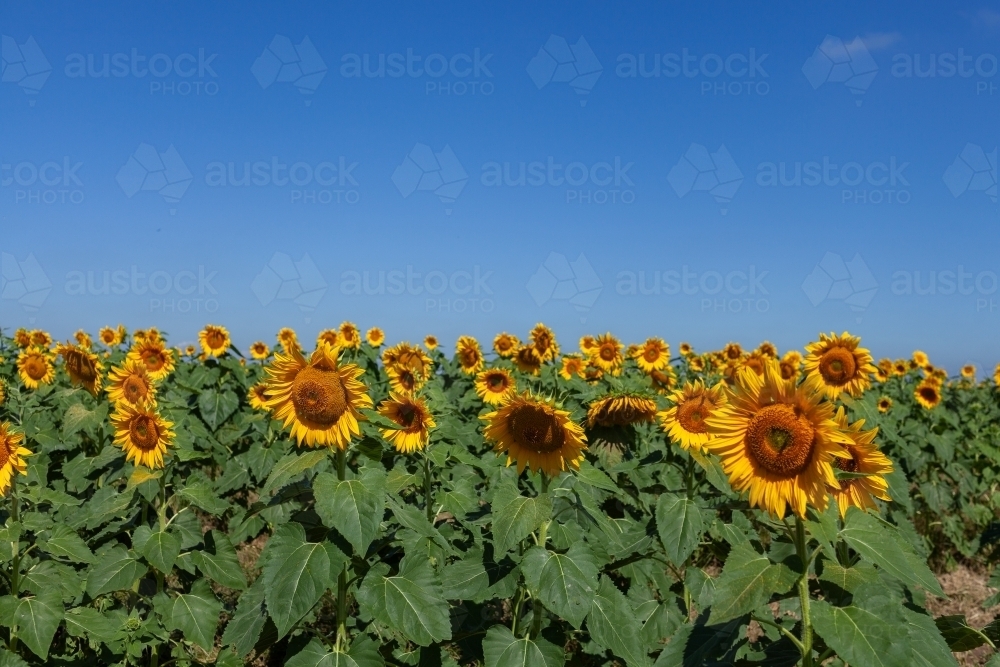 Blue sky above bright yellow sunflowers on farm - Australian Stock Image