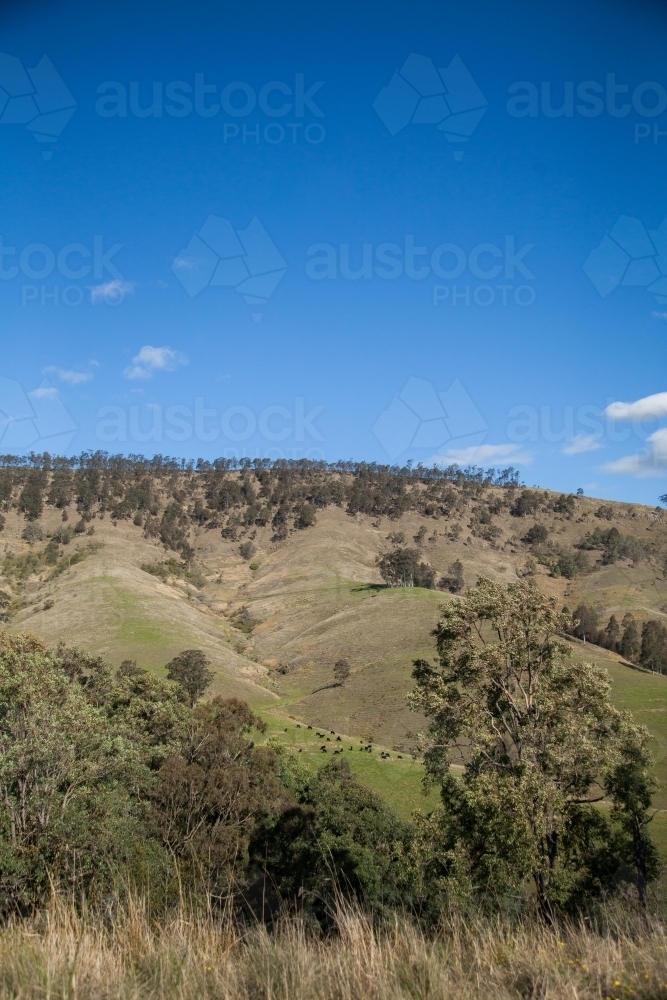 Blue sky and hill with trees along the ridge in a paddock - Australian Stock Image