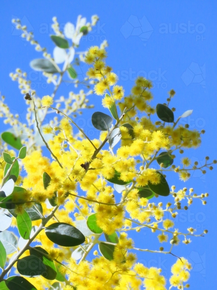 Blue sky and sunshine on Acacia flowers - Australian Stock Image