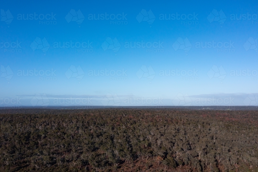 blue sky over vast eucalyptus forest - Australian Stock Image
