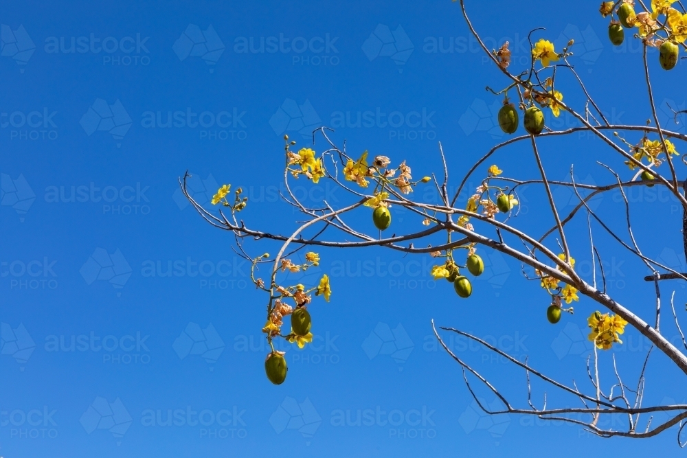 blue sky with kapok tree branches hung with fruits and flowers - Australian Stock Image