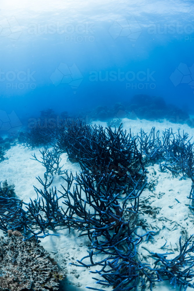 Blue staghorn coral on the Great Barrier Reef - Australian Stock Image