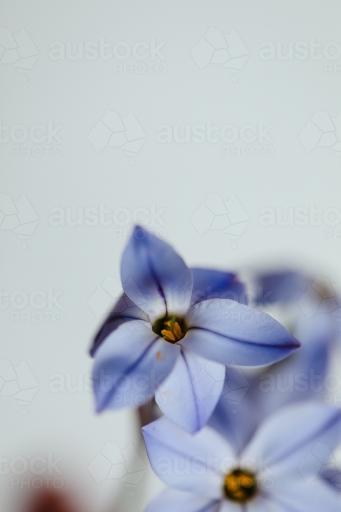 Blue star flowers close up with white background - Australian Stock Image