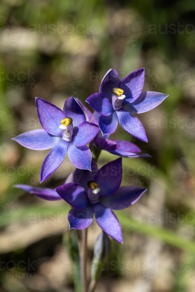 blue sun orchid - Australian Stock Image