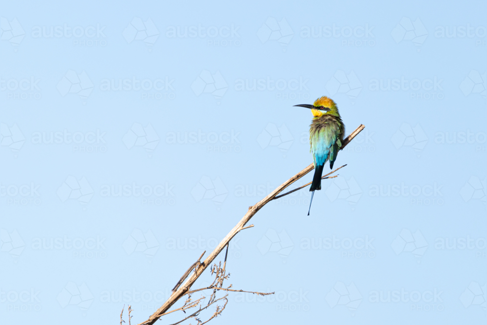 Blue-tailed Bee-eater (Merops philippinus) perched on branch under clear blue sky - Australian Stock Image