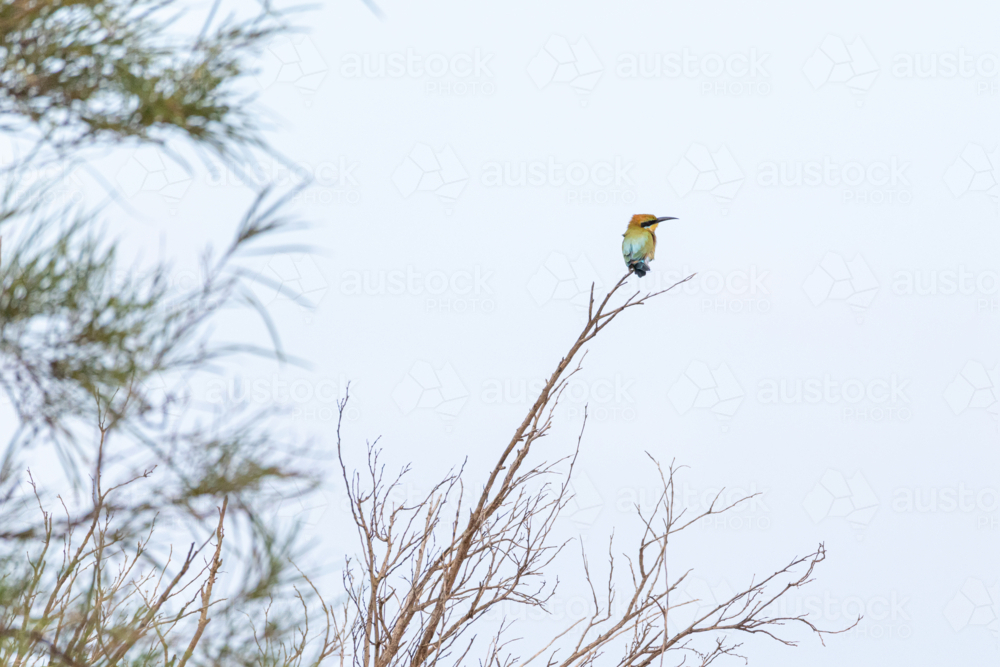 Rainbow Bee-eater (Merops philippinus) resting on thin branch under pale sky - Australian Stock Image