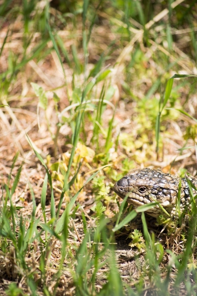 Blue tongue lizard in the grass - Australian Stock Image