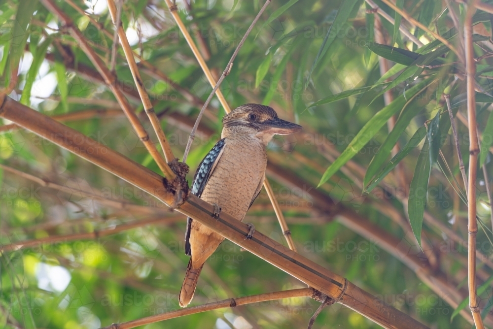Blue Winged baby Kookaburra - Australian Stock Image