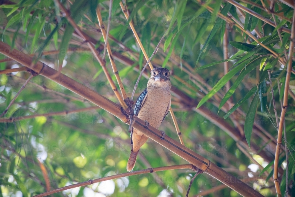 Blue Winged baby Kookaburra - Australian Stock Image
