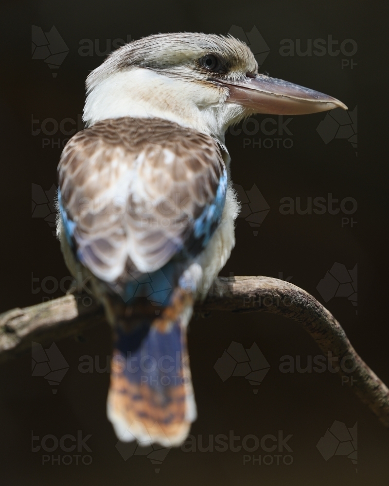 Blue Winged Kookaburra - Australian Stock Image