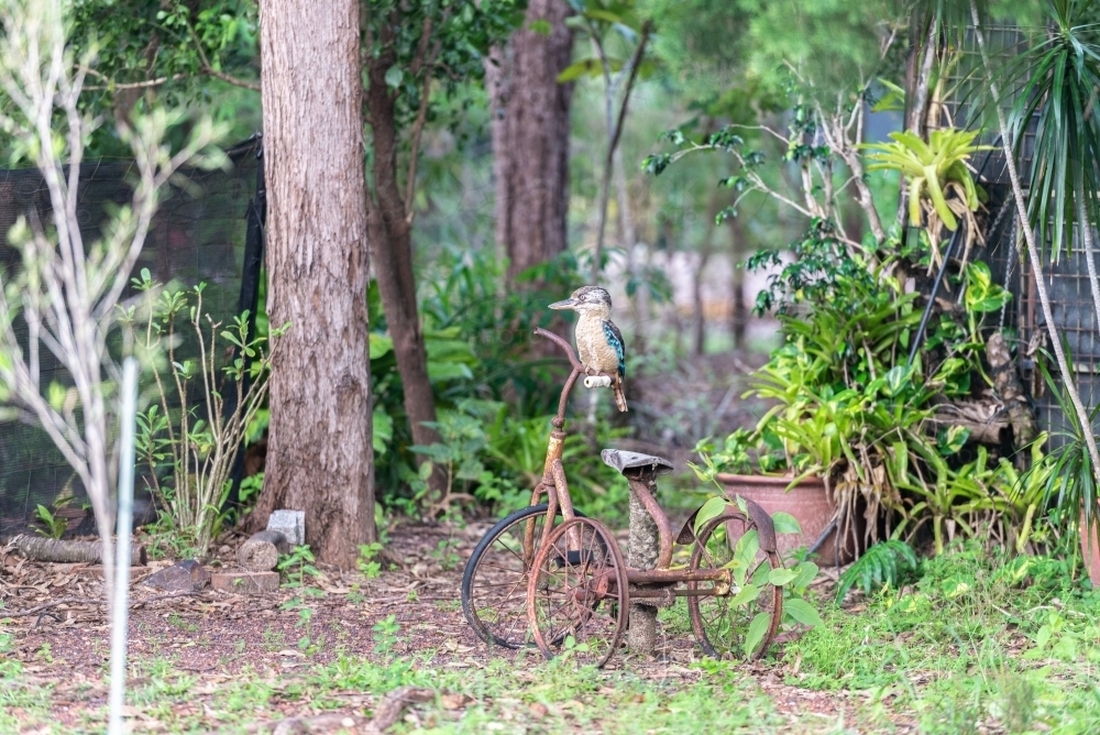 Blue winged Kookaburra on garden bike ornament - Australian Stock Image