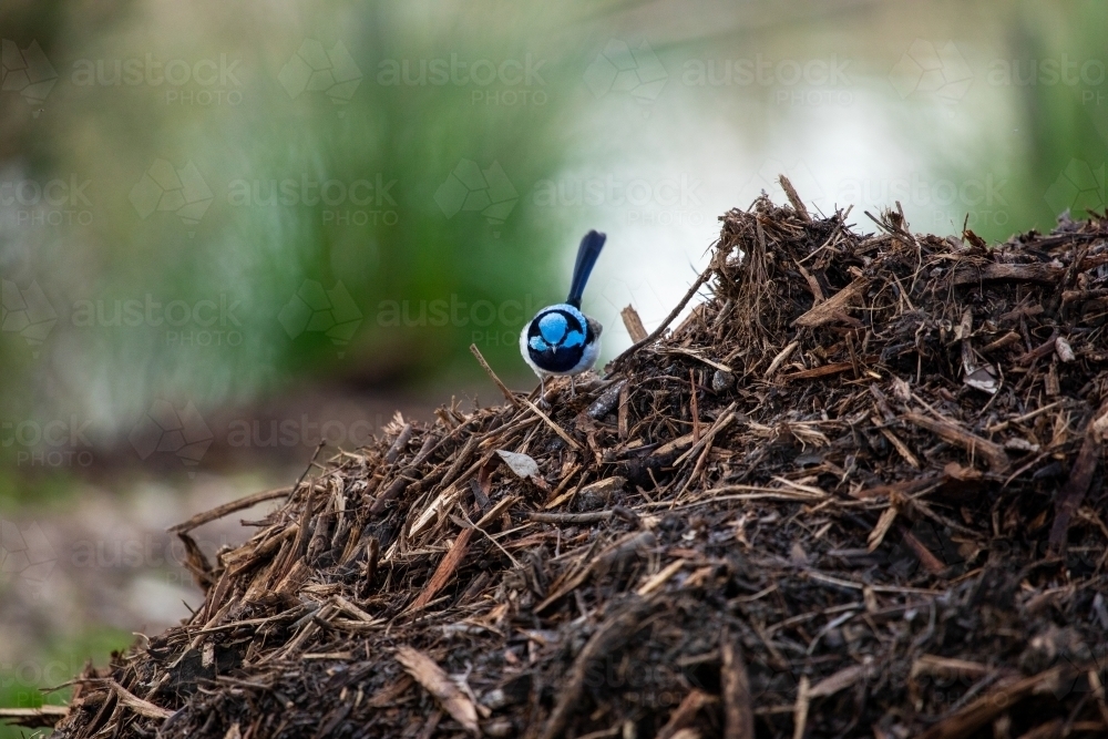 blue wren on mulch pile - Australian Stock Image