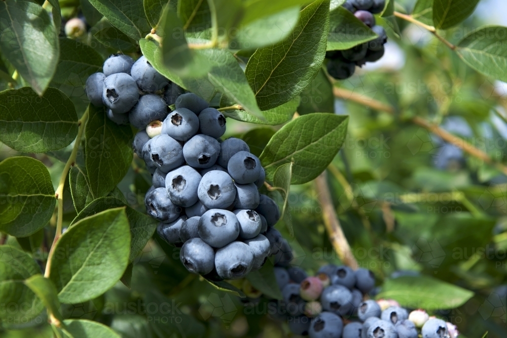 Blueberries on bush - Australian Stock Image