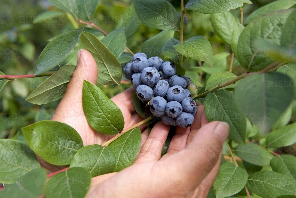 Blueberries on bush with farmers hands - Australian Stock Image