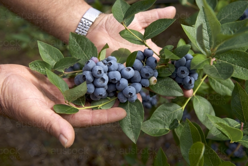 Blueberries on bush with farmers hands - Australian Stock Image