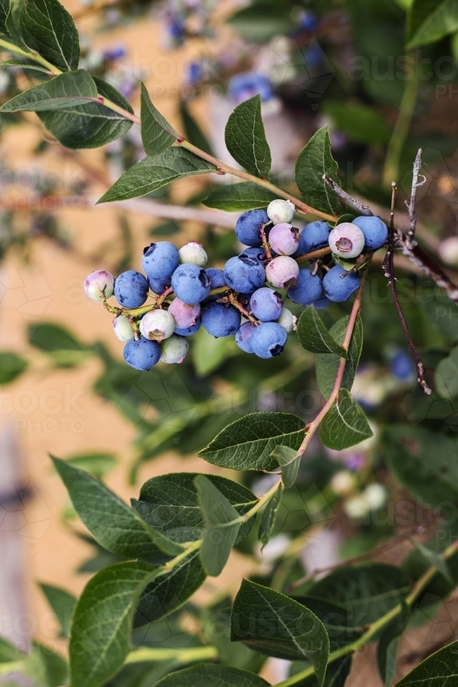 Blueberry bush, up close - Australian Stock Image