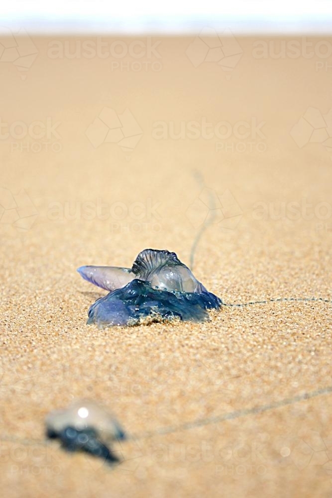 Bluebottles on the sand - Australian Stock Image