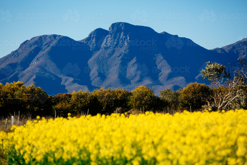 Bluff Knoll in spring with colourful canola paddock - Australian Stock Image