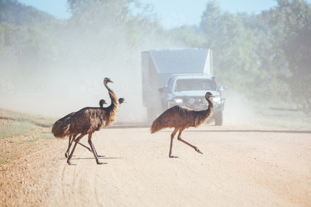 Blurred image of  emus attempting to cross a dirt road near Mt Surprise, Queensland, Australia - Australian Stock Image